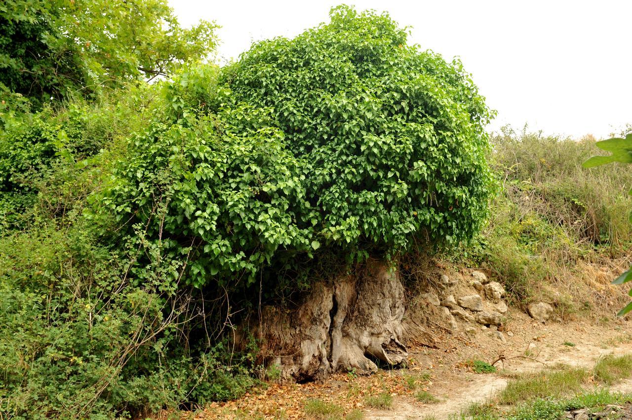 Villa Axenti Agios Thomas  Esterno foto